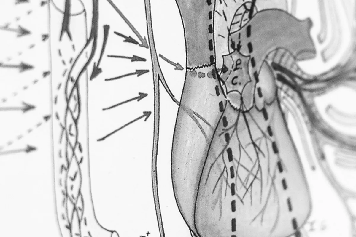 Anatomische tekening